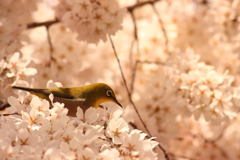 桜とメジロ