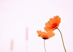 _DSC0490~2