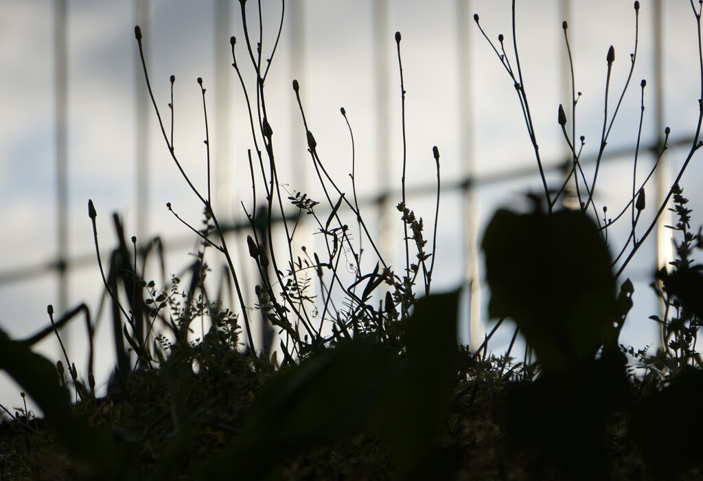 _DSC9976~3