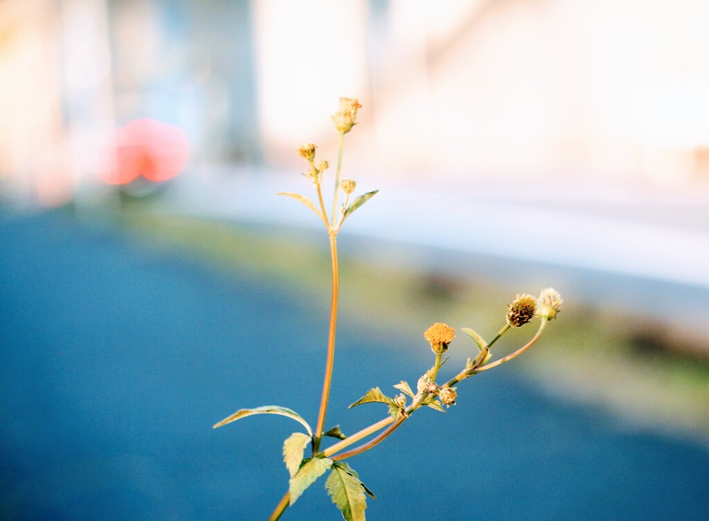 _DSC8785~2