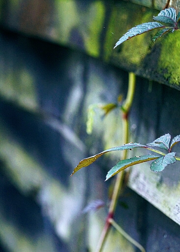 DSC03756