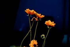 _DSC0180~2
