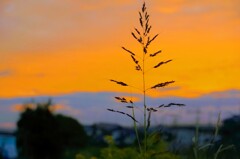 _DSC8572~2