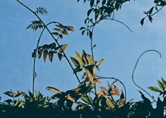 DSC_0008_2~2 DSC_0008_2~2