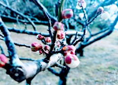 DSCPDC_0003_BURST20190223143441706_COVER