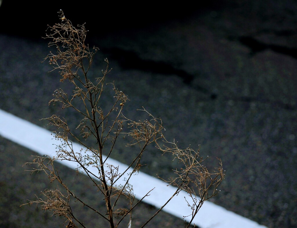 _DSC9949~2