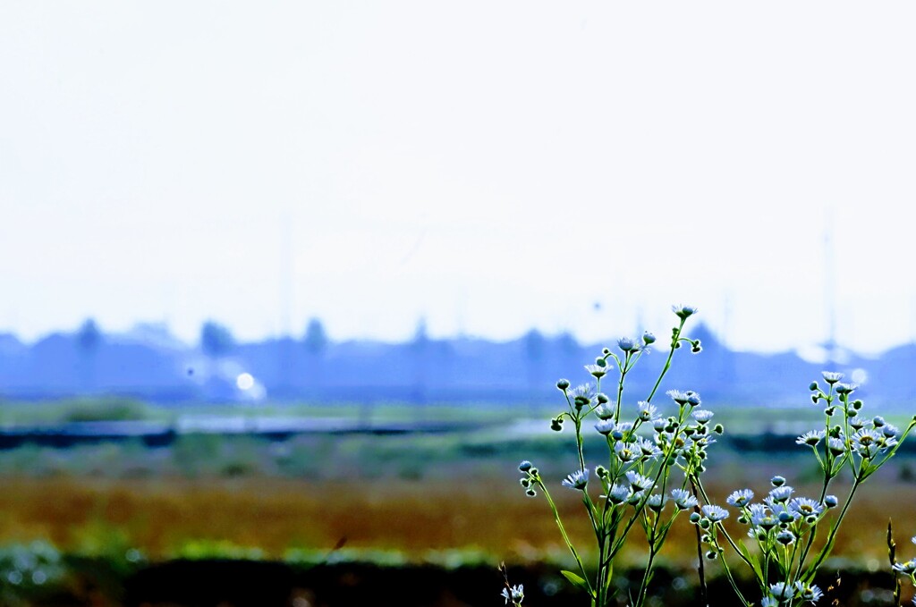 _DSC0537~2