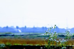 _DSC0537~2