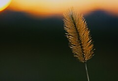_DSC1281