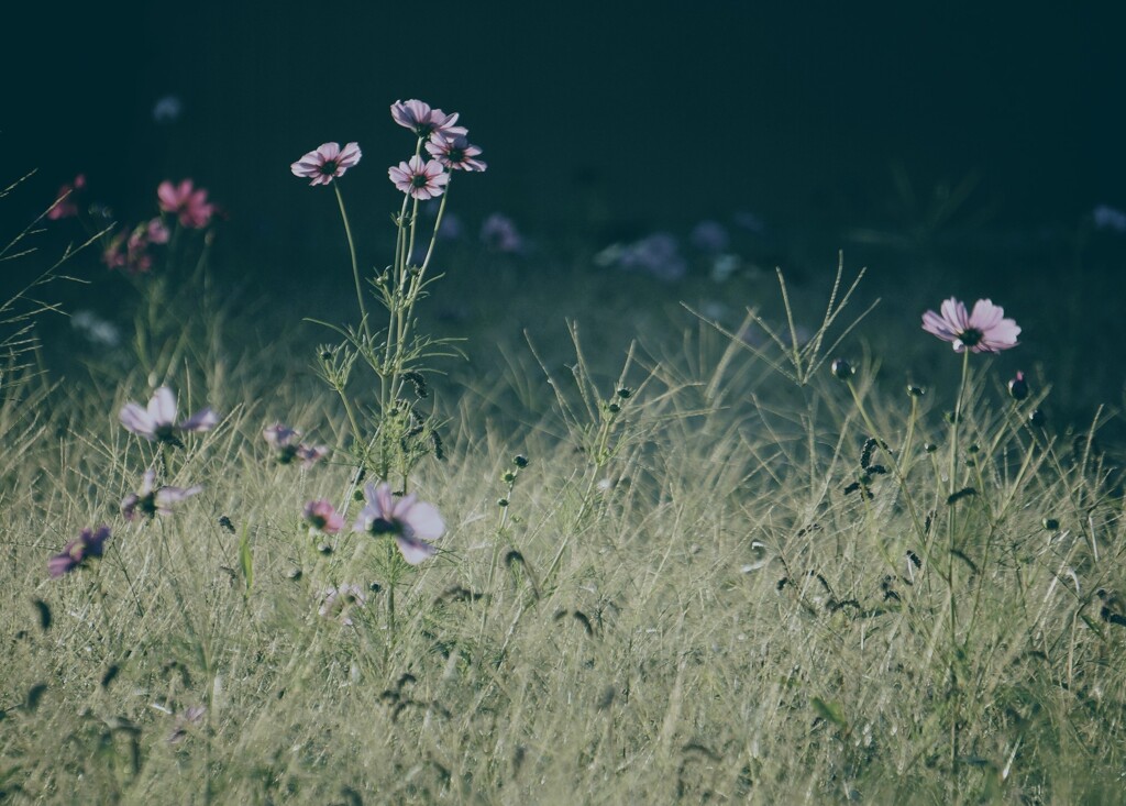 _DSC8565~3