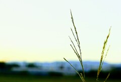 _DSC0807~2