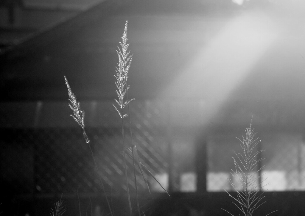 _DSC8557~4