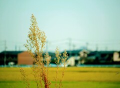 _DSC8111~2