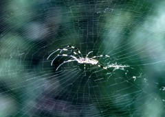 蜘蛛の宇宙