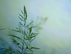 _DSC8298~2