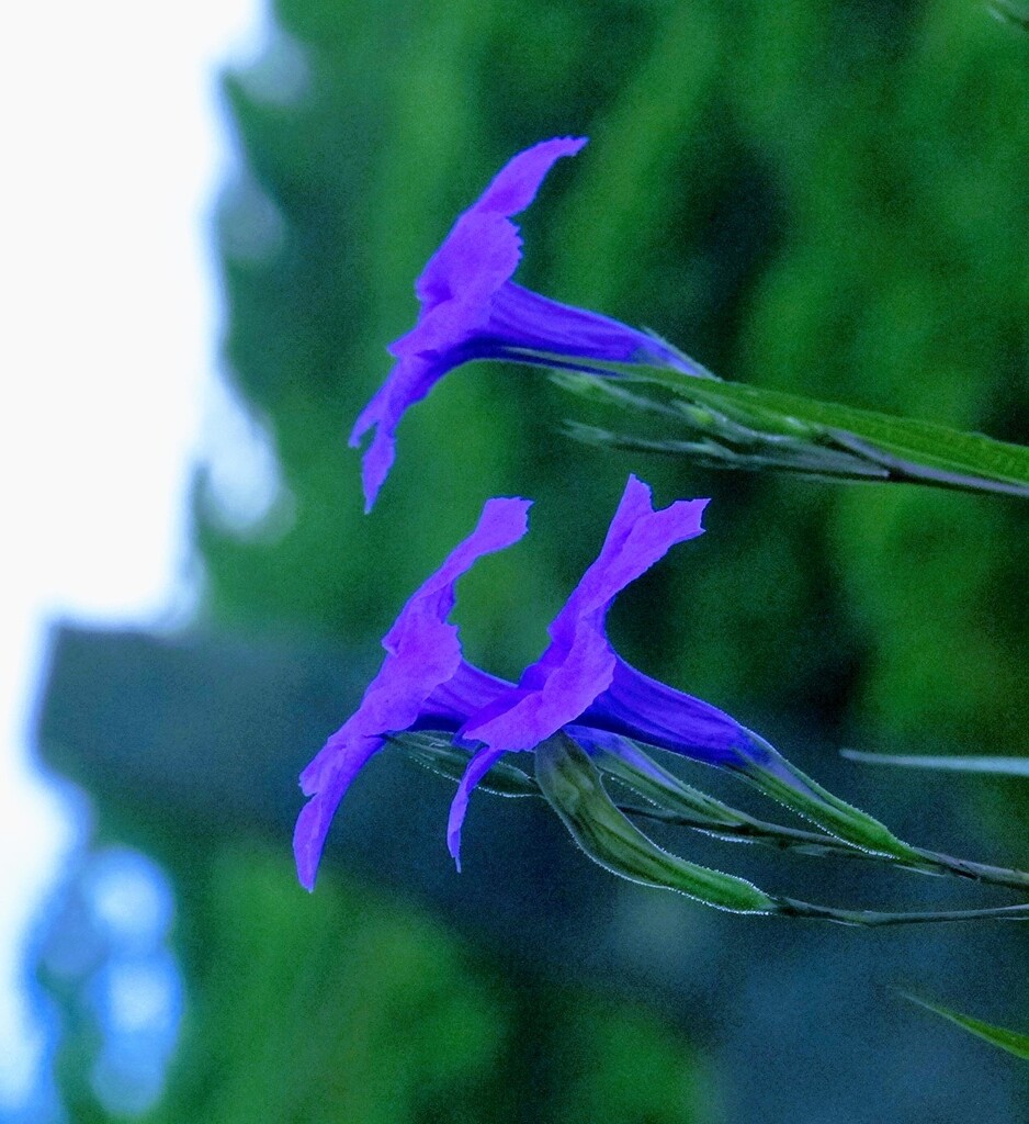花はなぜ緑色でないのか？