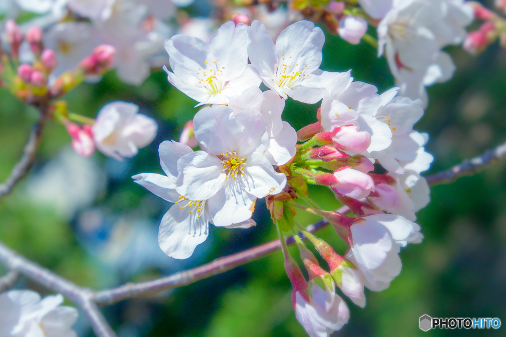 桜