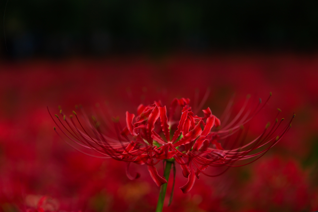 曼殊沙華