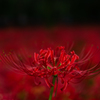 曼殊沙華