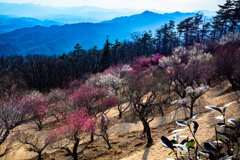 宝登山　梅百花園