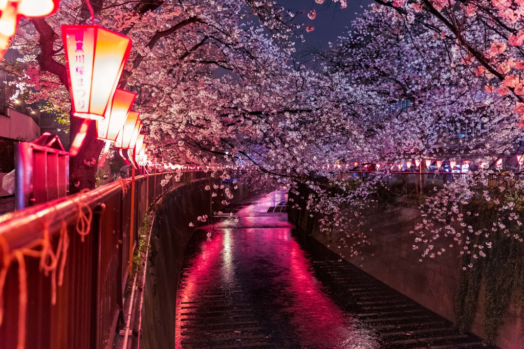 目黒川雨桜