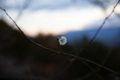 日暮れの桜_宝登山