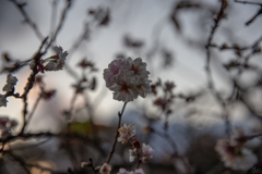 桜_秋