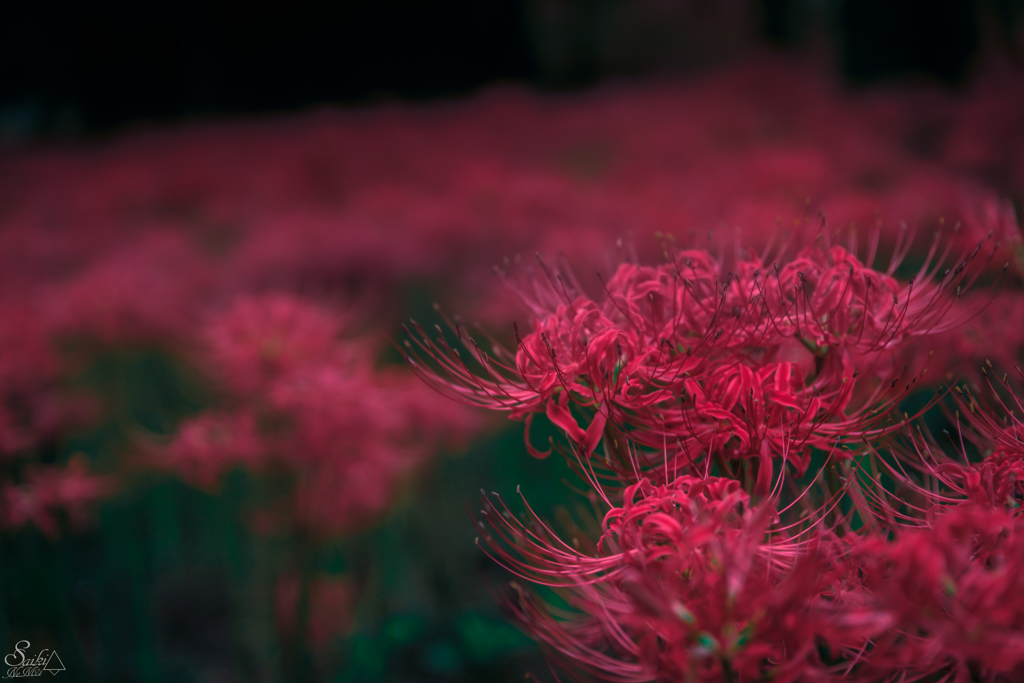 お彼岸の花