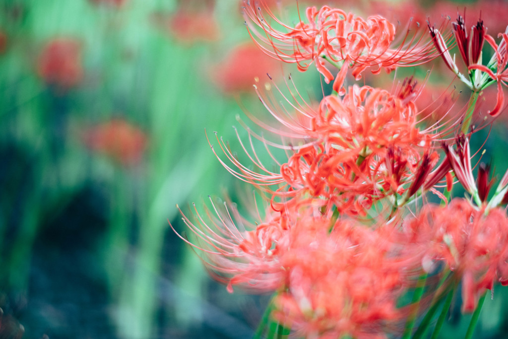 Lycoris. 独立