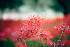 Lycoris. 諦め