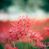 Lycoris. 諦め