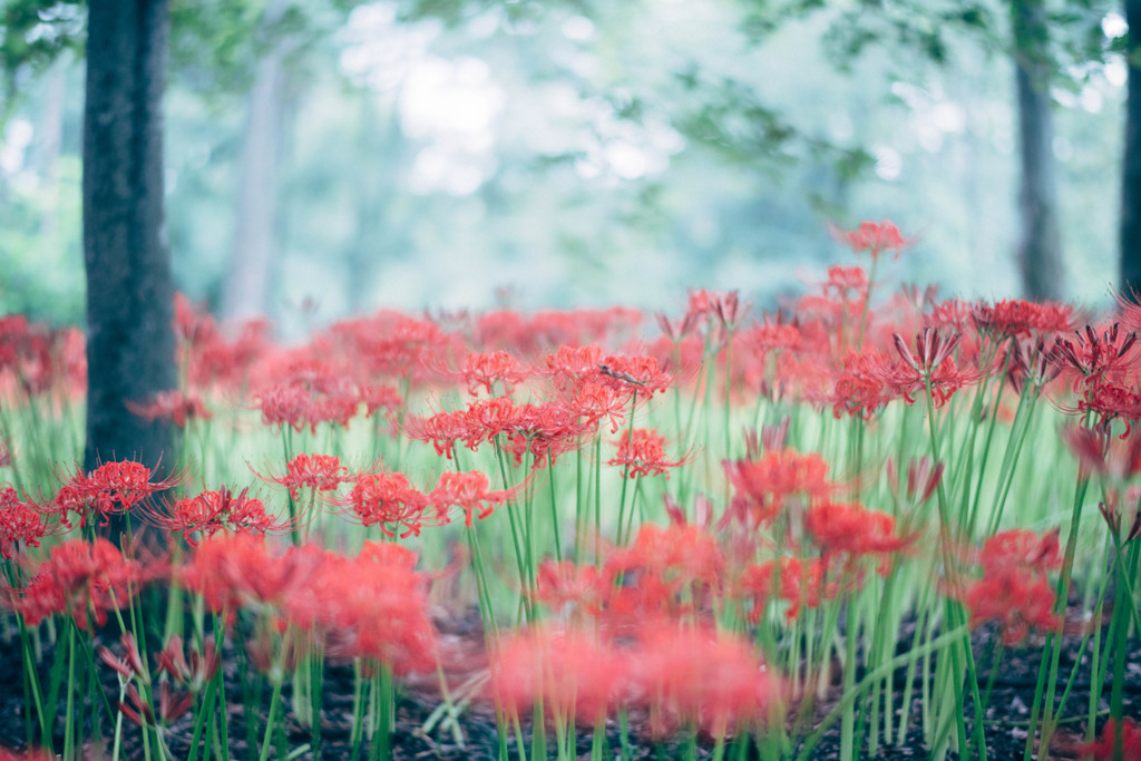 Lycoris. 再会