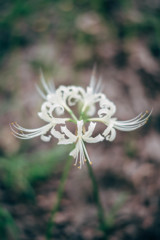 Lycoris albiflora Koidz