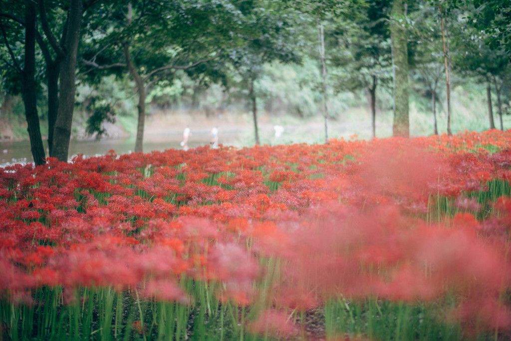 Lycoris. 悲しい思い出