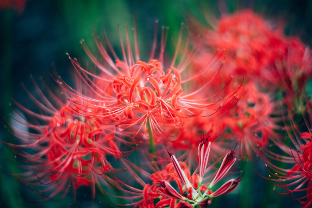 Lycoris. 情熱