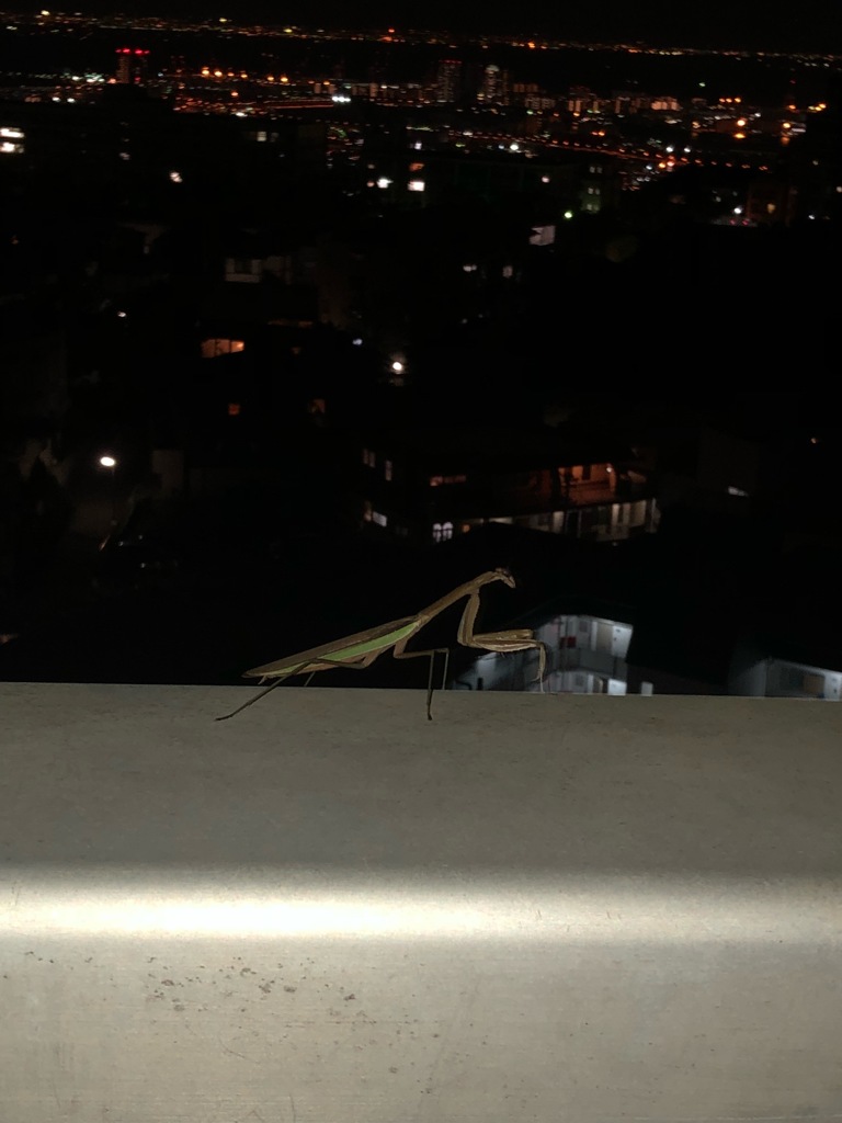 六甲の橋の上のカマキリ