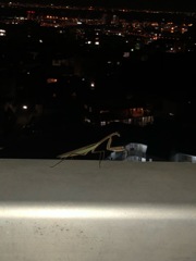 六甲の橋の上のカマキリ