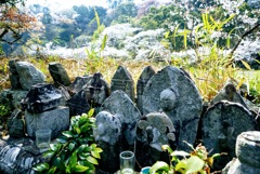 野仏と山桜