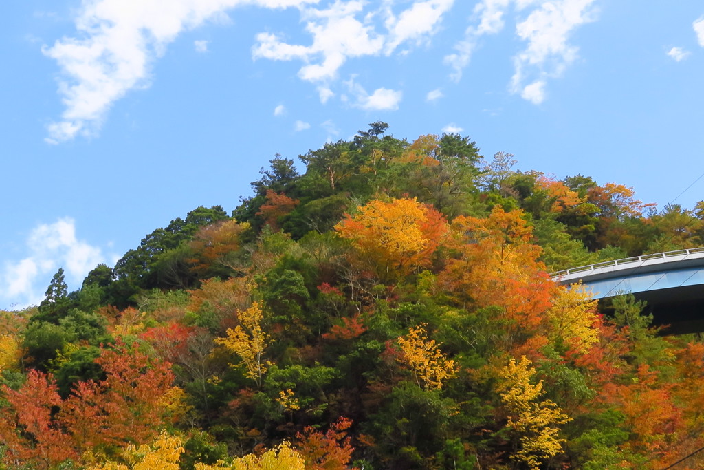 紅葉と青い空
