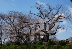 桜の木の下で一休み