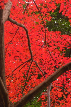紅葉