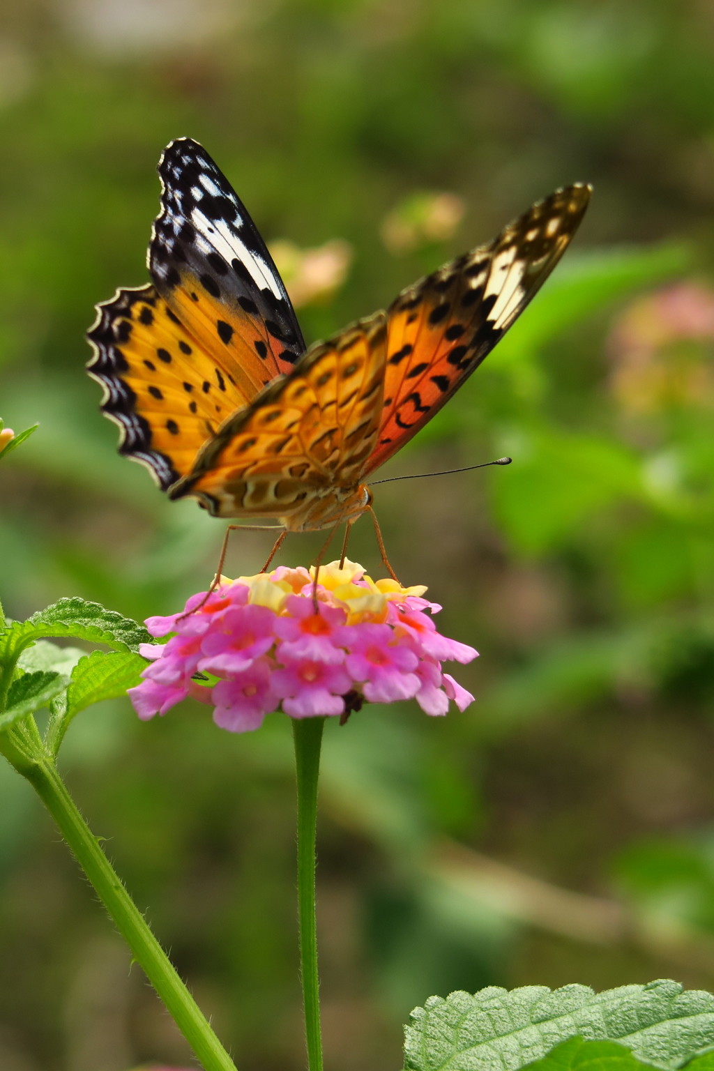 花と蝶