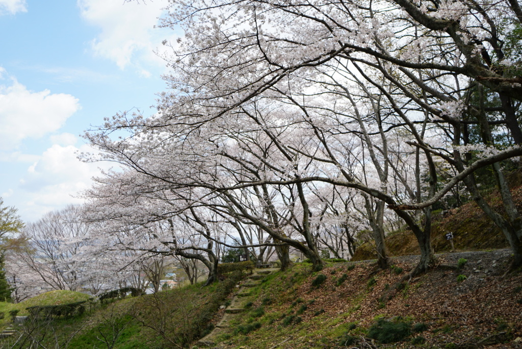 山桜が満開