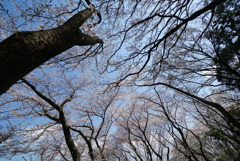 天に向かう桜の木