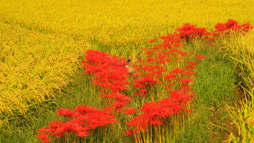 彼岸花