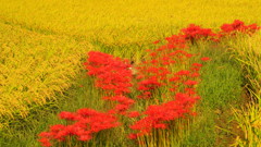 彼岸花