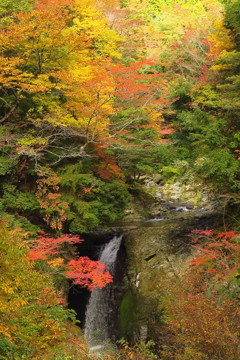 紅葉の中の渓谷の響き