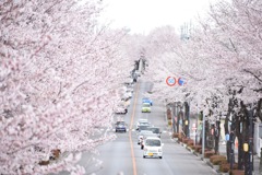 桜道