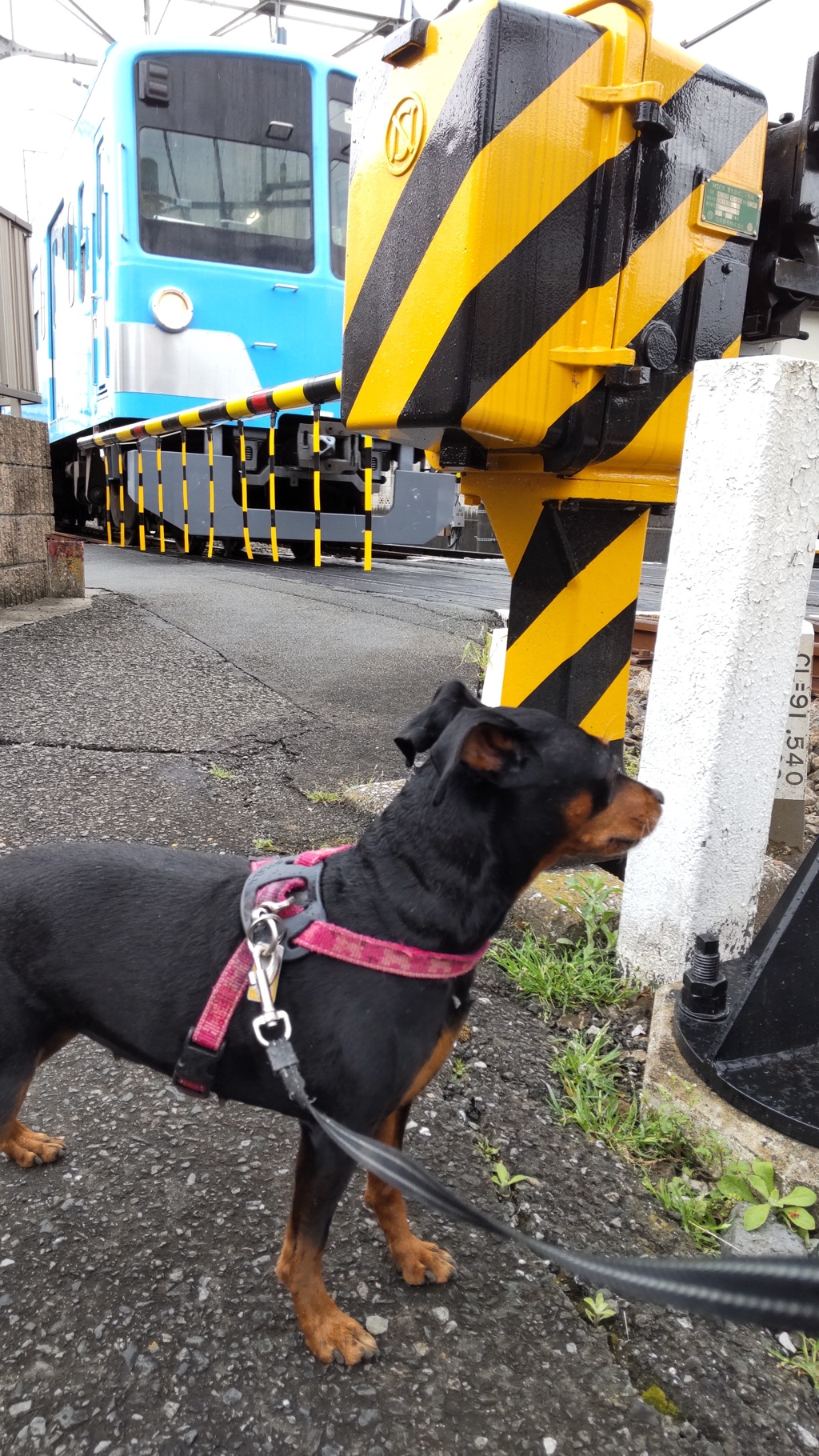 新色の電車と犬 By うーしゃ Id 写真共有サイト Photohito