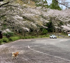 今年も訪れてみました